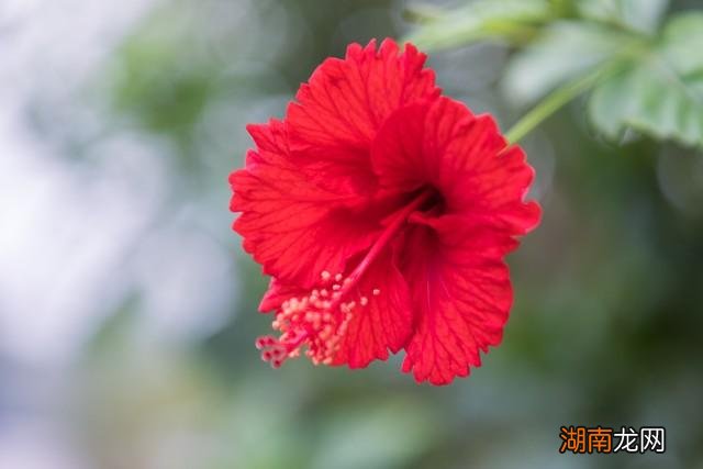 扶桑花为什么不能在家养 扶桑花的寓意是什么意思