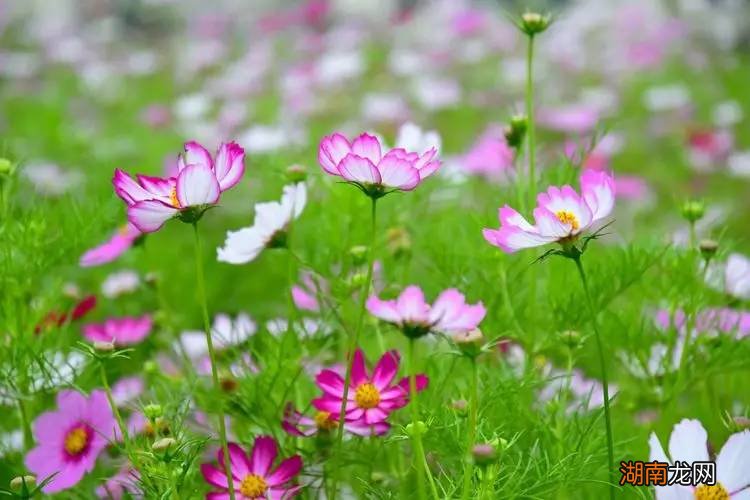 格桑花花语代表含义及传说 格桑花花语象征与寓意