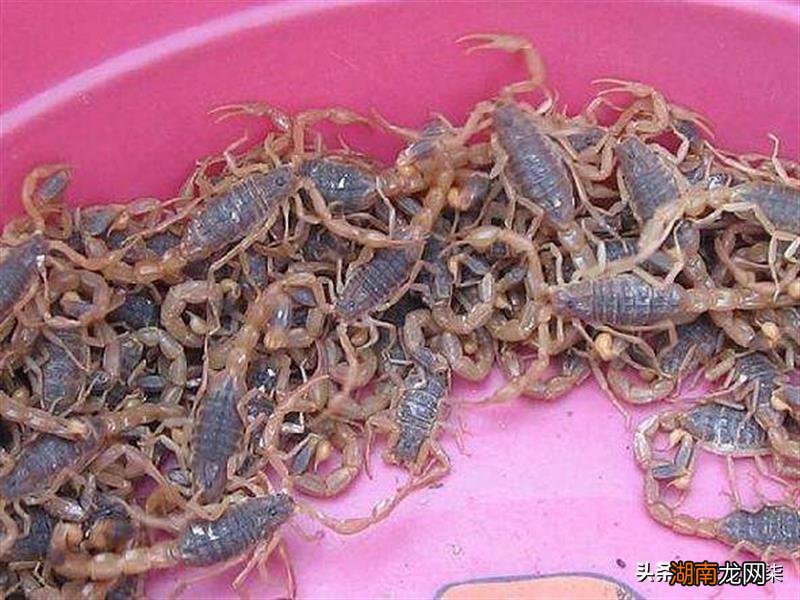 养殖什么蝎子好养价格卖的贵 养殖蝎子品种排名