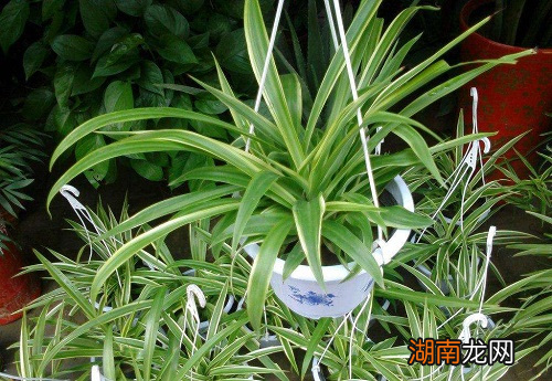 吊兰施好肥料长得又快又壮更旺盛 吊兰花用什么肥料最好养