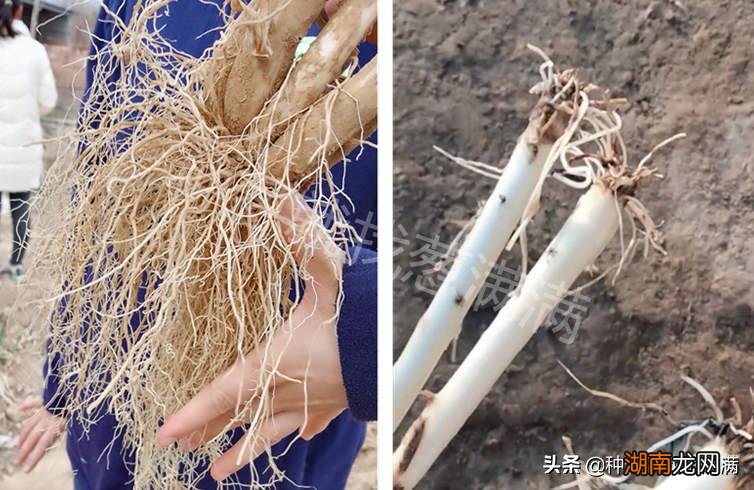 夏季葱叶发黄的补救措施 小葱叶子枯萎发黄应该怎么办