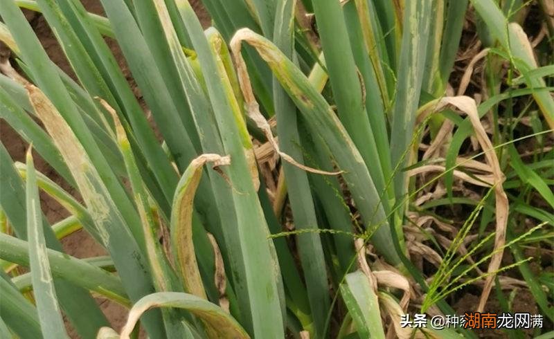 夏季葱叶发黄的补救措施 小葱叶子枯萎发黄应该怎么办