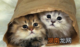 两只猫总打架怎么回事 两只猫老是打架怎么办