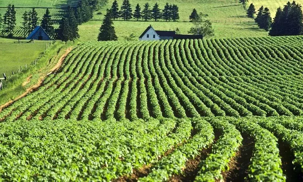 土壤盐渍化解决措施 土壤盐渍化的形成原因及防治对策