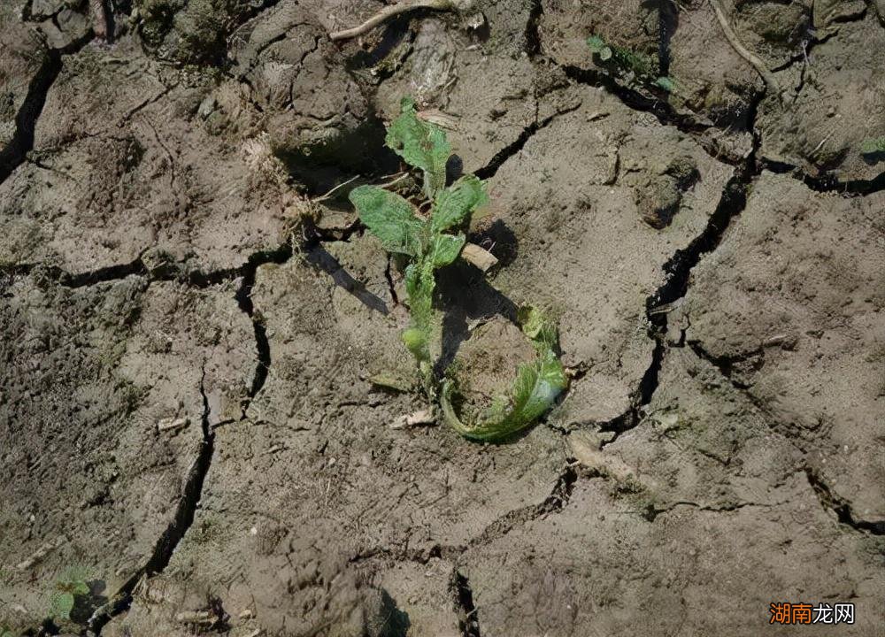 土壤盐渍化解决措施 土壤盐渍化的形成原因及防治对策