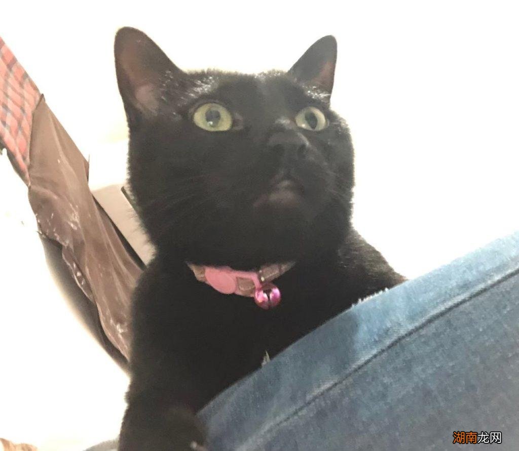 第一次养猫喂食注意要点 两个月小猫吃什么食物补营养