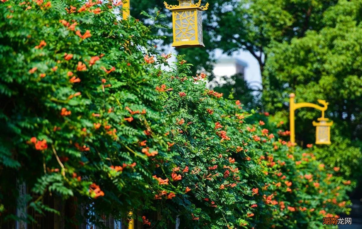 门前不适合栽种凌霄花原因 凌霄花种在什么地方好养活