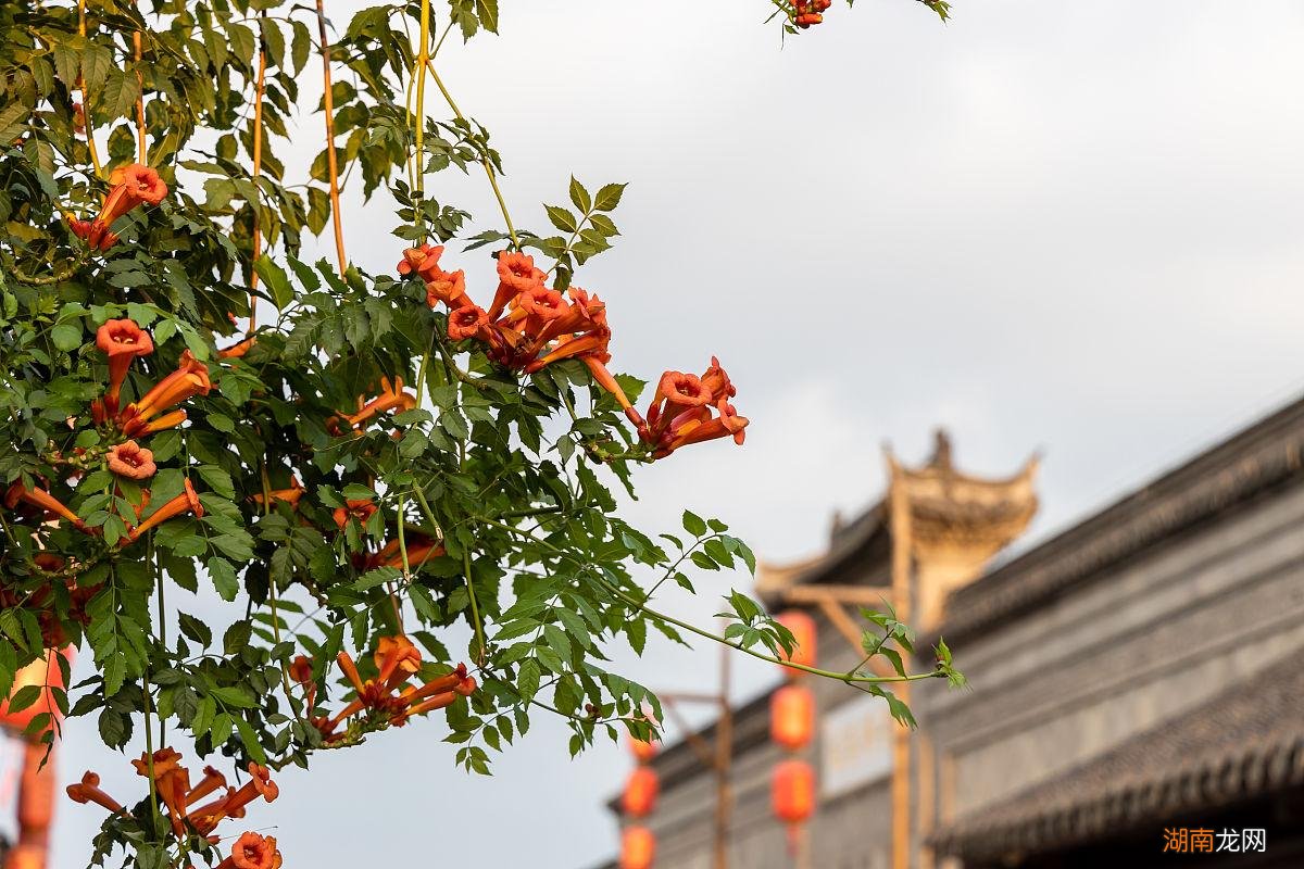 门前不适合栽种凌霄花原因 凌霄花种在什么地方好养活