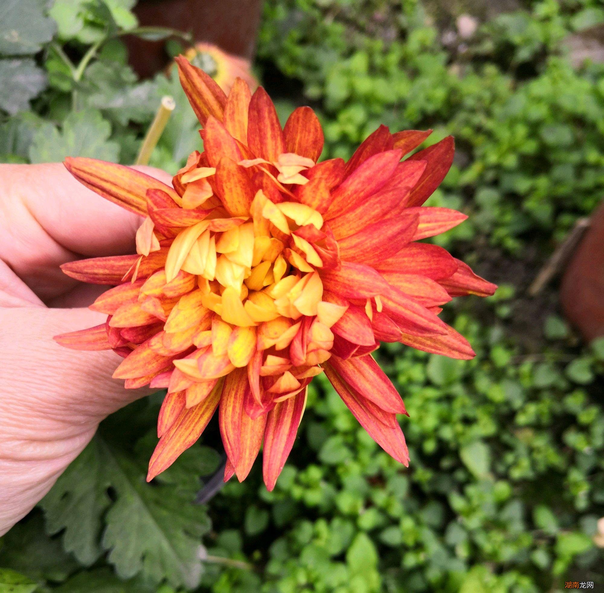 用什么办法治理好 菊花长满了密密麻麻的小虫怎么去掉