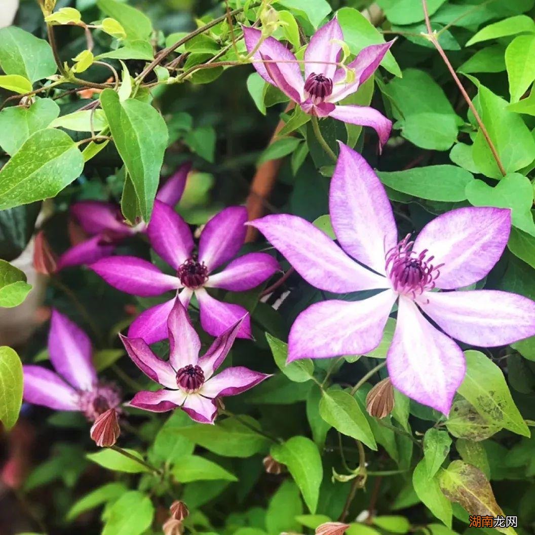 耐寒冬天冻不死的铁线莲品种介绍 铁线莲耐寒吗