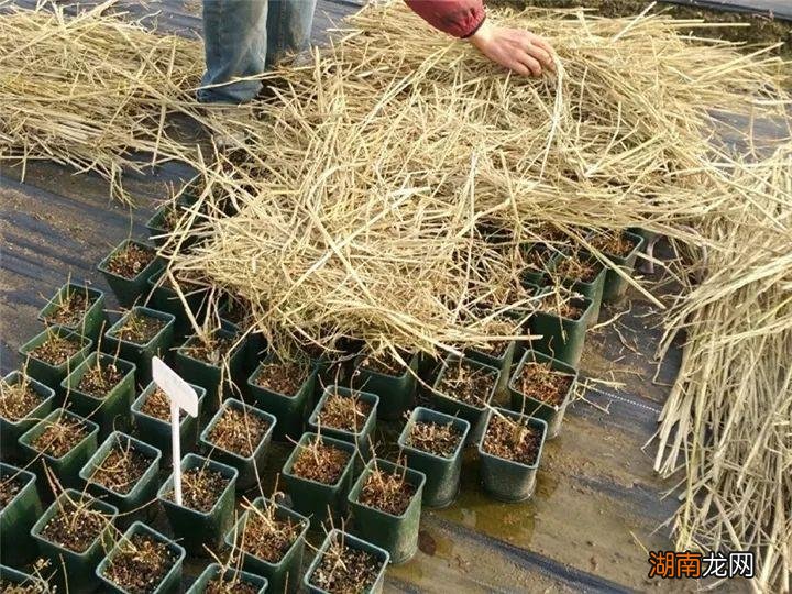 耐寒冬天冻不死的铁线莲品种介绍 铁线莲耐寒吗