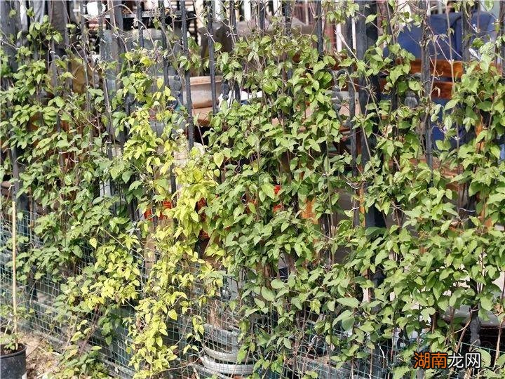 耐寒冬天冻不死的铁线莲品种介绍 铁线莲耐寒吗