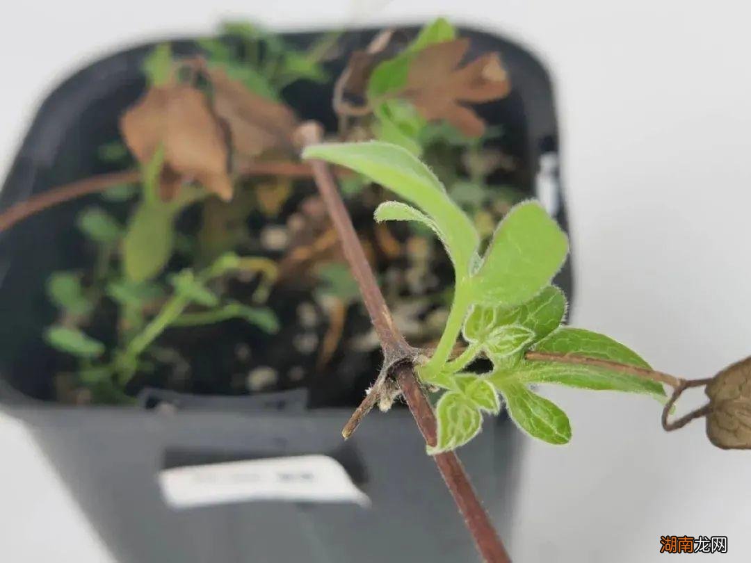 耐寒冬天冻不死的铁线莲品种介绍 铁线莲耐寒吗