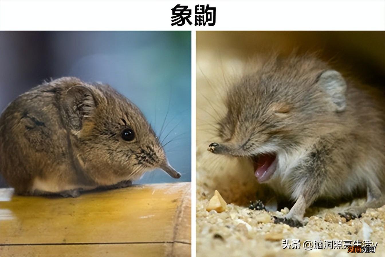 全球9种罕见动物盘点 世界上有什么动物稀缺