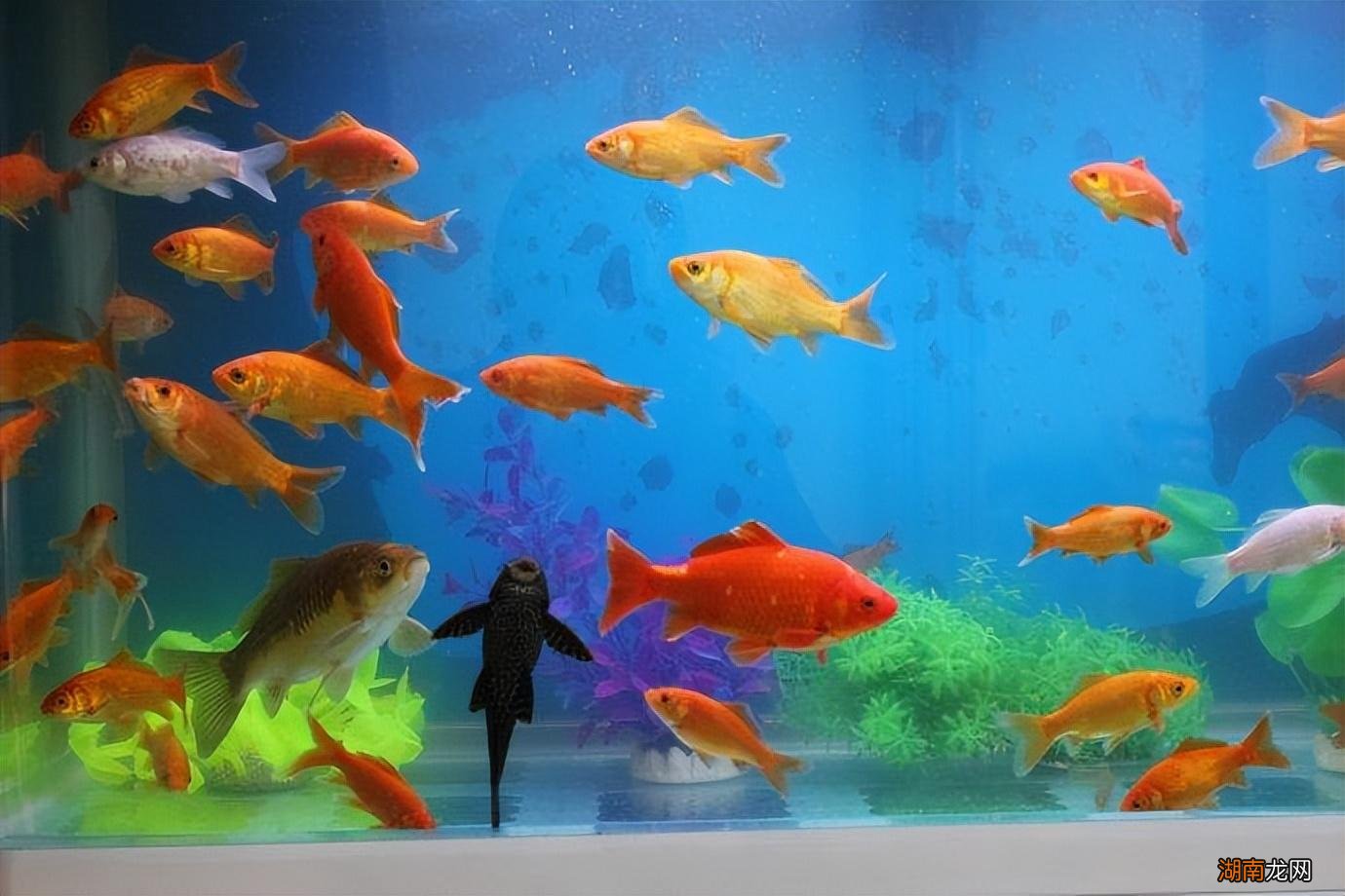 家里养鱼数量风水对照表 家中养鱼养几条最好