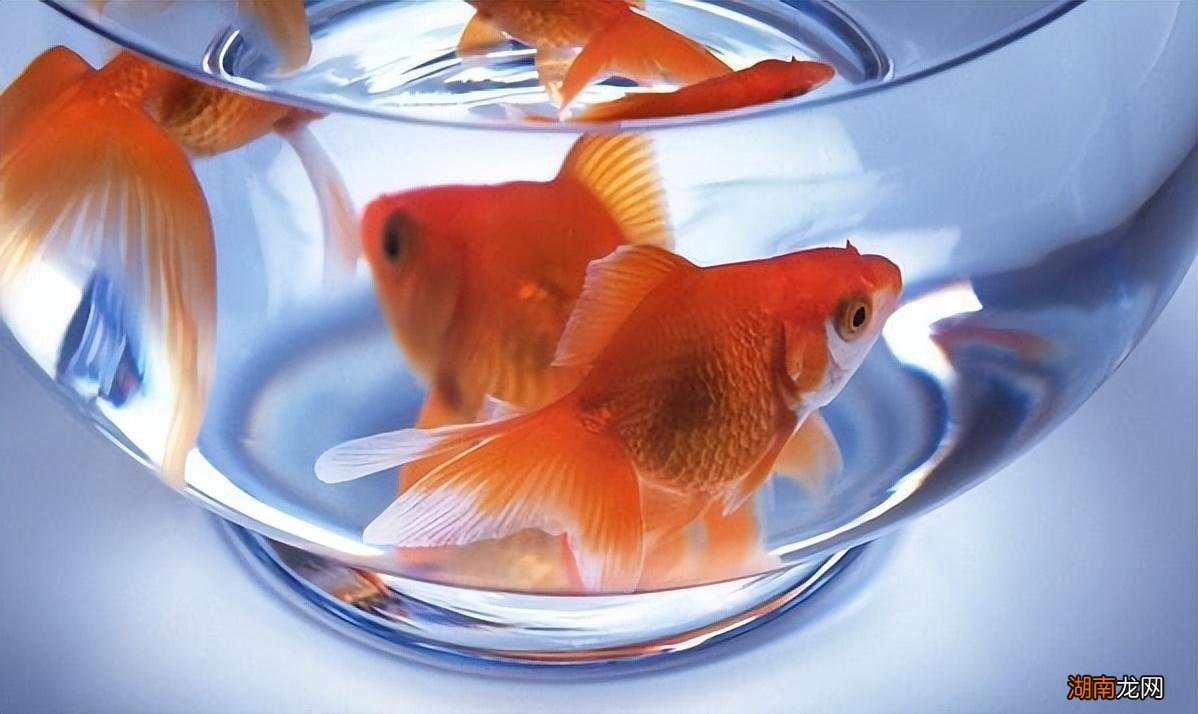 家里养鱼数量风水对照表 家中养鱼养几条最好