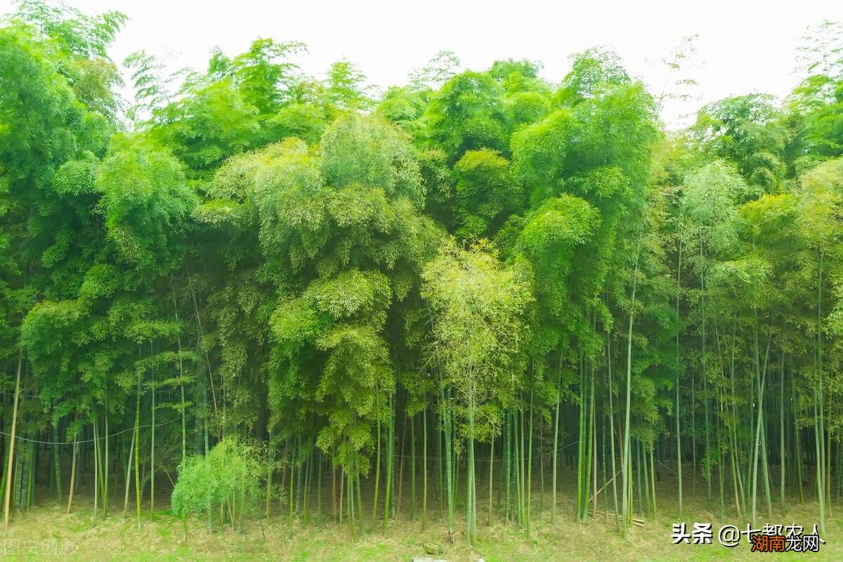 生活中竹子有哪些用途和价值 竹子的用途和市场需求