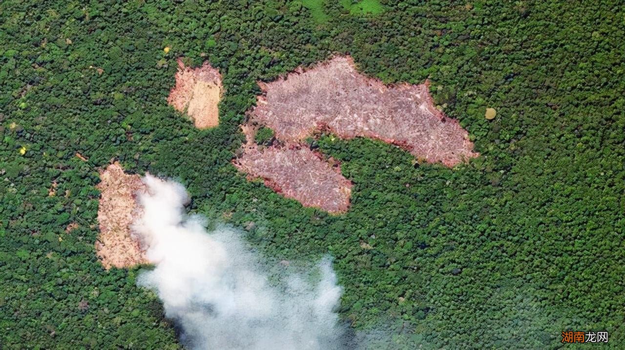 亚马逊雨林面积多大 世界上最大的热带雨林分布在哪个洲