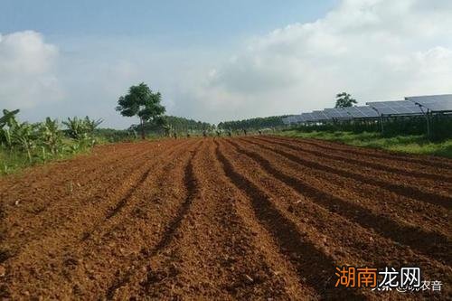 农作物间作套种模式的意思及优点 间种和套种的区别