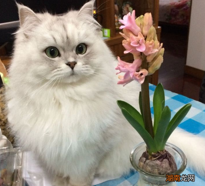 新手在家里养金吉拉犬注意事项 金吉拉好养吗