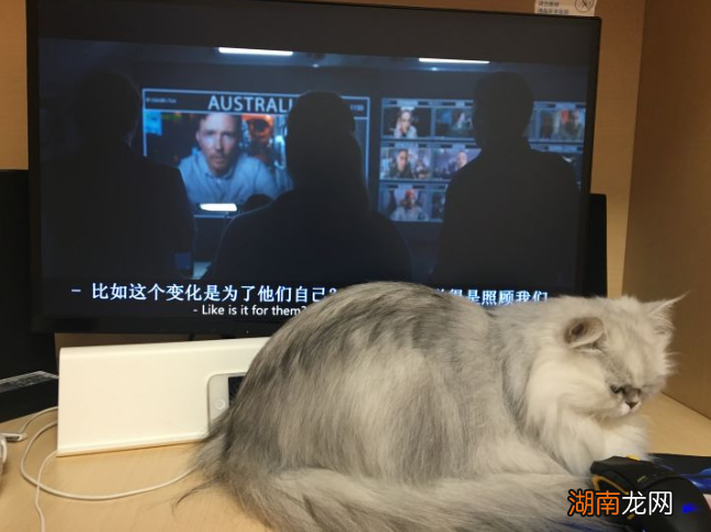 新手在家里养金吉拉犬注意事项 金吉拉好养吗