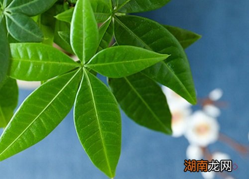 叶子发黄救治措施介绍 招财树叶子发黄怎么处理怎么补救