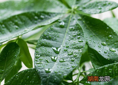 叶子发黄救治措施介绍 招财树叶子发黄怎么处理怎么补救