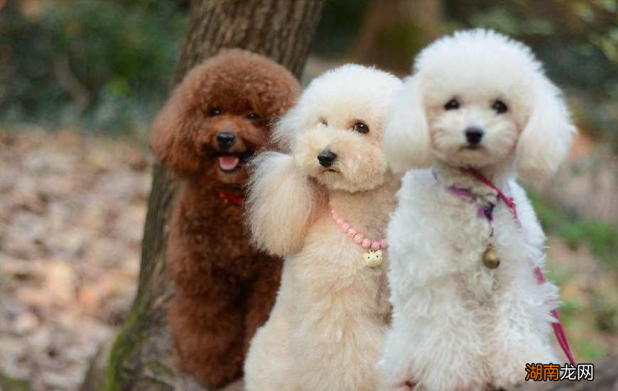 贵宾犬和泰迪的区别与关系 贵宾犬和泰迪是一个品种吗