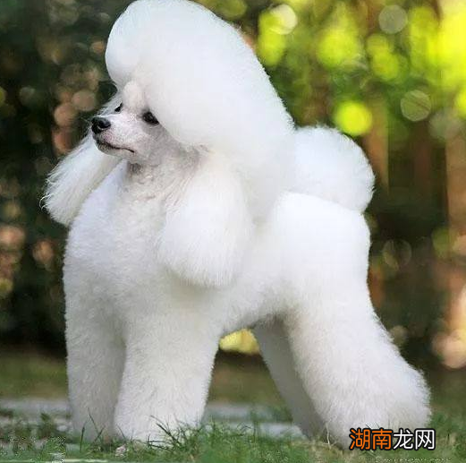 贵宾犬和泰迪的区别与关系 贵宾犬和泰迪是一个品种吗