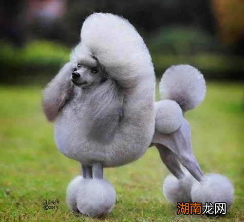 贵宾犬和泰迪的区别与关系 贵宾犬和泰迪是一个品种吗