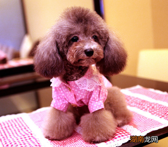 贵宾犬和泰迪的区别与关系 贵宾犬和泰迪是一个品种吗