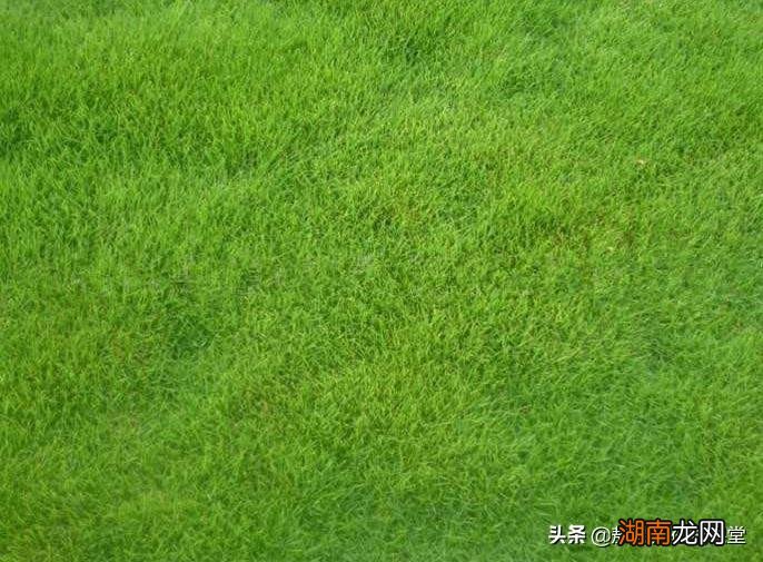 常见的冷季暖季草坪品种名称 草坪草有哪些品种图片
