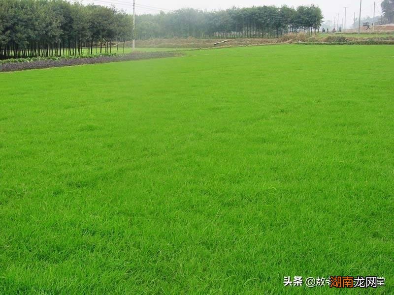 常见的冷季暖季草坪品种名称 草坪草有哪些品种图片