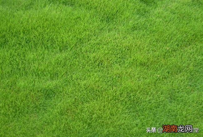 常见的冷季暖季草坪品种名称 草坪草有哪些品种图片