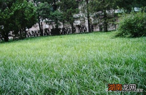 常见的冷季暖季草坪品种名称 草坪草有哪些品种图片