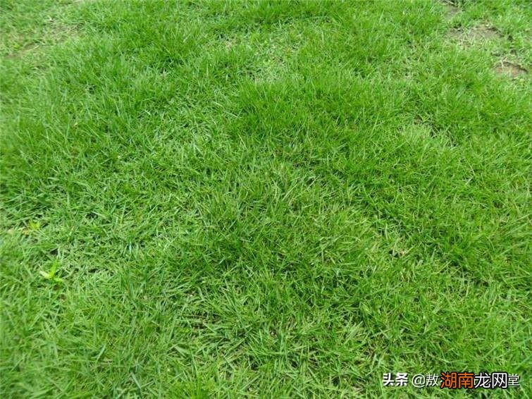 常见的冷季暖季草坪品种名称 草坪草有哪些品种图片