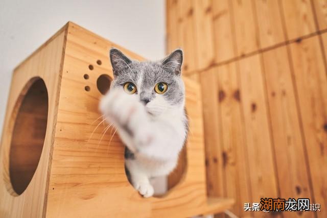 猫咪感觉不到甜味的原理 为什么猫咪感受不到甜味