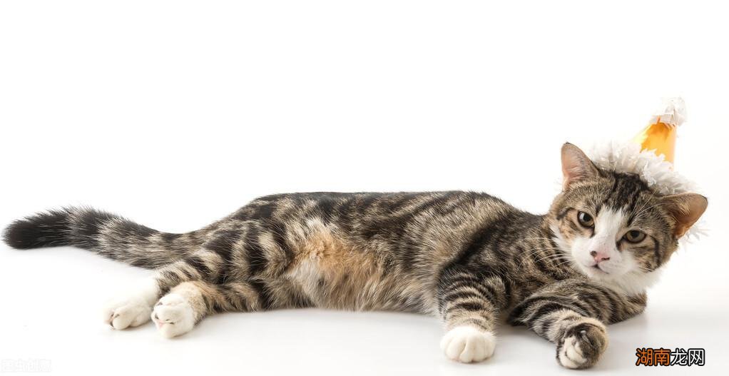 一靠近发出咕噜怎么回事 猫咪咕噜咕噜的声音是什么意思