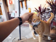家里宠物猫咪喜欢被摸的6个部位 猫喜欢被触摸的位置