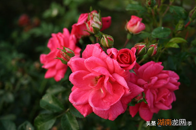 零下30度不担心的月季品种 东北室外耐寒零下30度的花卉