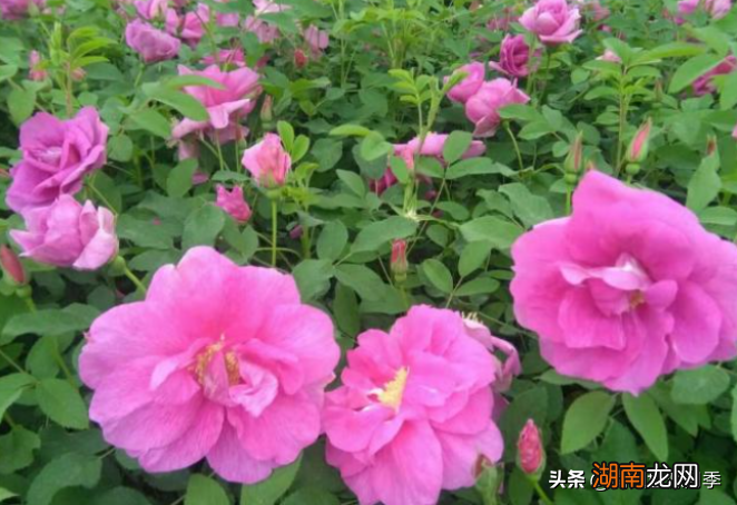 零下30度不担心的月季品种 东北室外耐寒零下30度的花卉