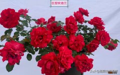 零下30度不担心的月季品种 东北室外耐寒零下30度的花卉