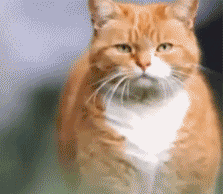 猫咪半夜总爱叫怎么回事 猫晚上老是叫个不停怎么办