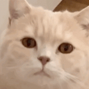 猫咪半夜总爱叫怎么回事 猫晚上老是叫个不停怎么办