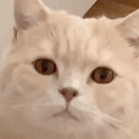 猫咪半夜总爱叫怎么回事 猫晚上老是叫个不停怎么办