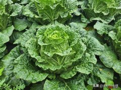 学会自配六种高效叶面肥增产增收 目前最好的叶面肥搭配