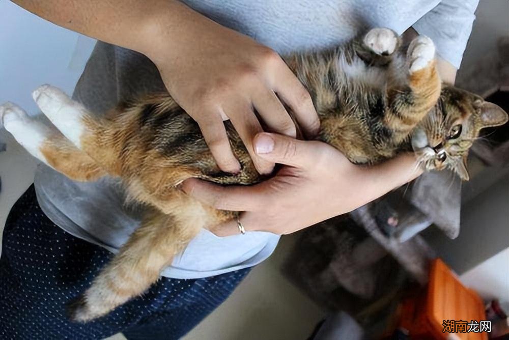 新手必学抱猫咪的正确方式 怎么抱猫咪它会舒服不反抗