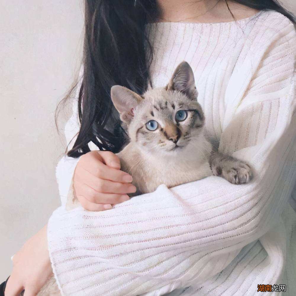 新手必学抱猫咪的正确方式 怎么抱猫咪它会舒服不反抗