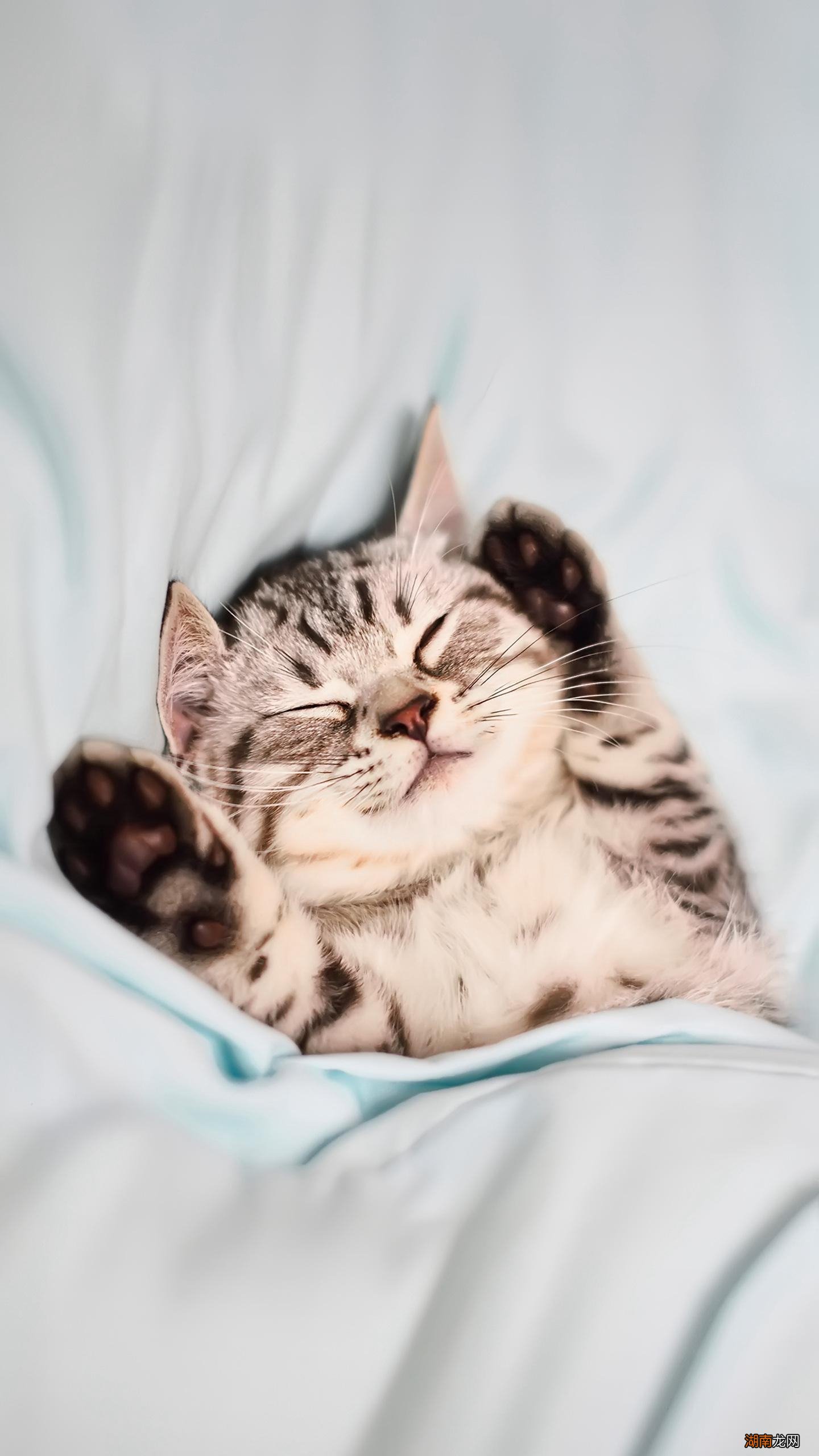 新手必学抱猫咪的正确方式 怎么抱猫咪它会舒服不反抗