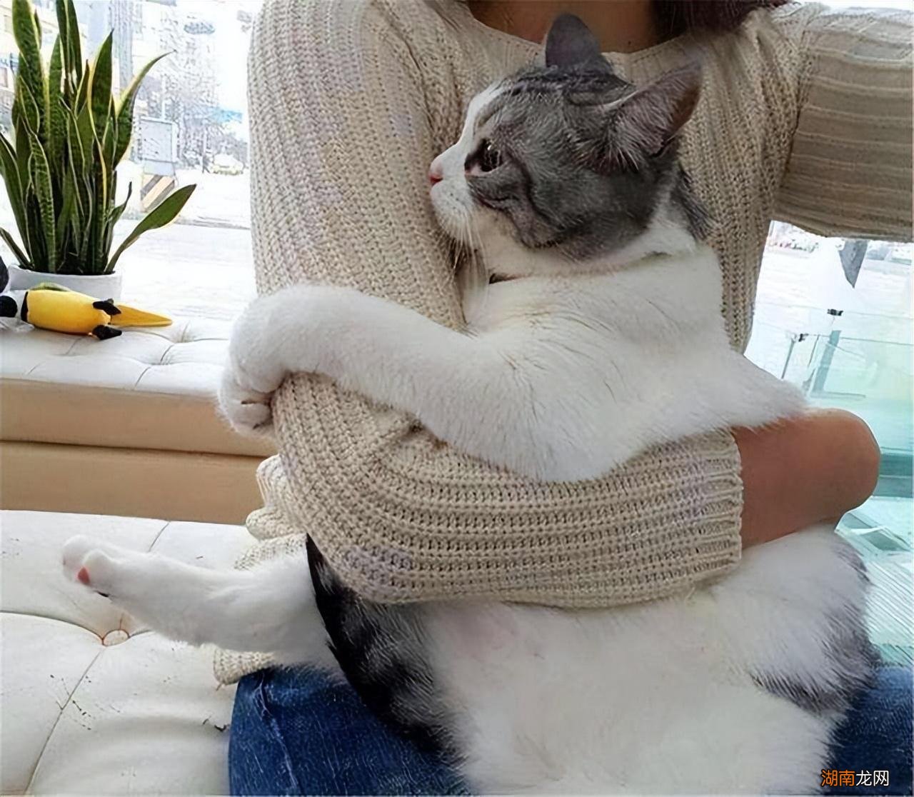 新手必学抱猫咪的正确方式 怎么抱猫咪它会舒服不反抗